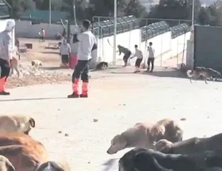 Yürek değil kürek!