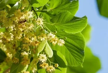 Gribe karşı ıhlamur