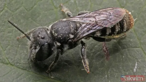 Su altında hayatta kalıyorlar! Bombus arılarının yeni yeteneği keşfedildi - 3