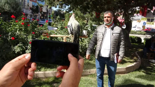 vanda-esnafin-maskotu-olan-horoz-kendisini-papagan-saniyor-1632820510241.jpg Van'da esnafın maskotu olan horoz kendisini papağan sanıyor-10
