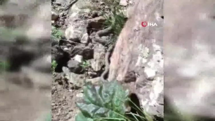 Türkiye’nin en zehirli yılan türlerinden birisi: Redde engerek yılanı Van’da görüldü