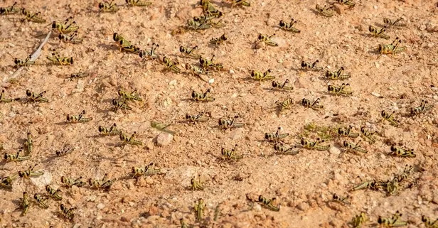 SON DAKİKA: Kıtlık kapıda OHAL ilan edildi! Koronavirüsten sonra şimdi de çekirge sürüleri! Bir günde 35 bin kişinin gıdasını tüketiyor