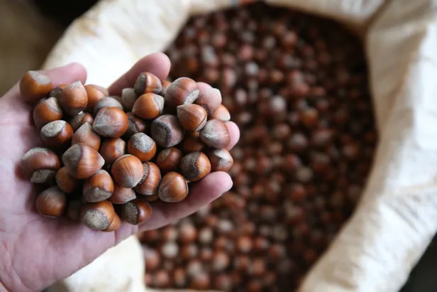 findik-fiyatlari-ne-kadar-giresun-sakarya-ordu-duzce-samsun-il-il-findik-fiyatlari-guncel-liste-1631530966829.jpg Fındık fiyatları ne kadar? Giresun, Sakarya, Ordu, Düzce, Samsun il il fındık fiyatları güncel liste-6