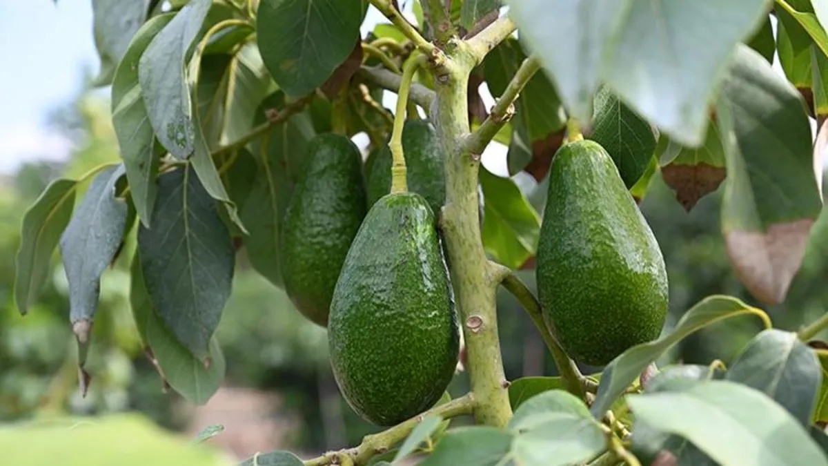 Kolesterole avokado