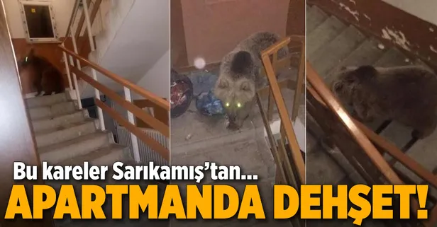 Sarıkamış'ta aç kalan boz ayı binaya girdi