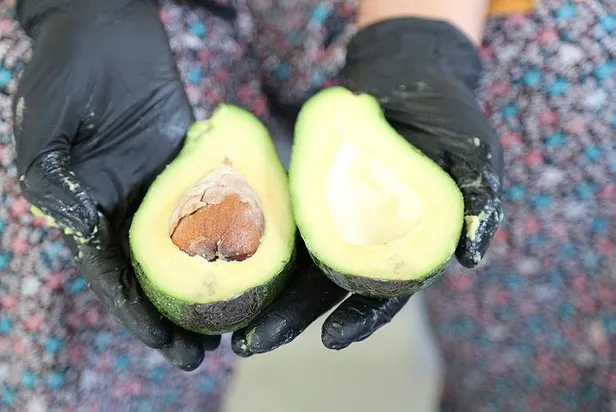 Yağı 250 çekirdeği 2,5 lira! Yeşil elmas olarak bilinen avokadonun yağına yoğun talep-4