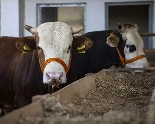 Kurban pazarlarında son durum ne?