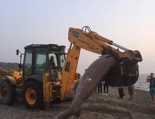 Görenler şoke oldu! İzmir’de karaya vurdu