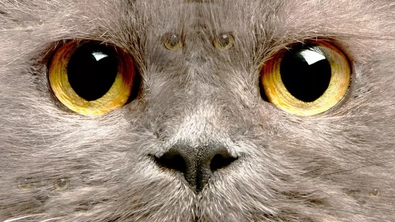 zeka-testi-kedi-merdivenlerden-iniyor-mu-yoksa-cikiyor-mu-yuksek-iqya-sahip-olanlar-coktan-bildi-bile-1733843554688.jpeg (Takvim Foto Arşiv)