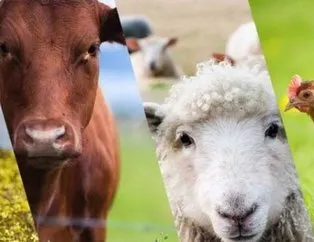 Genç çiftçi koyun hibesi desteği başvurusu nasıl yapılır?