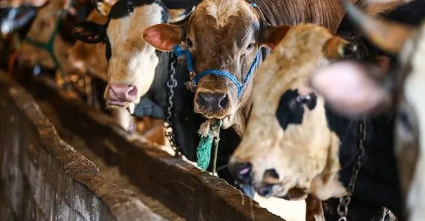 Kurban satışında yeni yasak! Artık eski usul yok...
