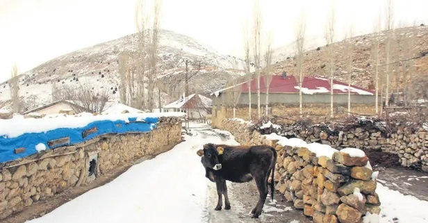 Karayoluna çıkan ineğin sahibine 108 lira ceza