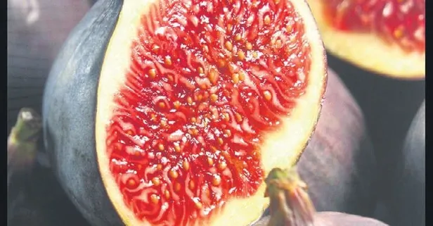 İnciri yiyen yaşadı