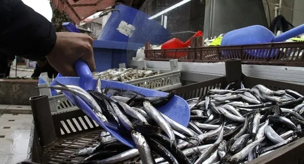 30 liraya kadar çıkmıştı! Hamsinin fiyatı şaşırttı-4