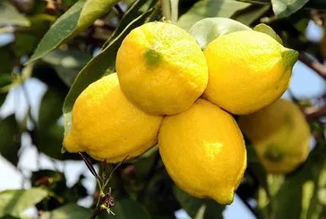 Başucunuzda limon bulundurmanın faydaları!