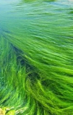 Rüyada yosun görmek ne anlama gelir?