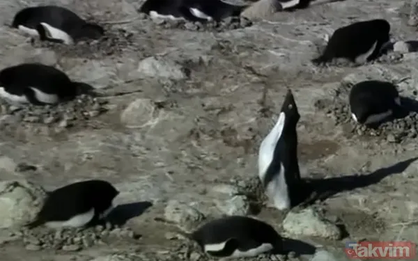 Son bakışı herkesi hüngür hüngür ağlattı! İşte başına buyruk nihilist penguenin hikayesi - 10