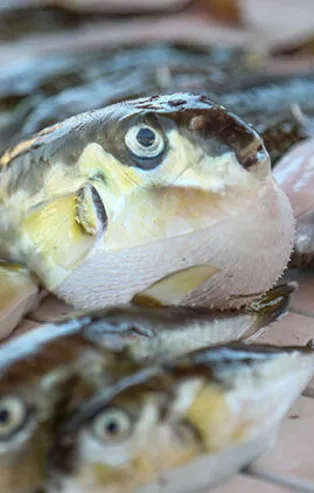 Şok iddia! Balon balığı 'mezgit' diye satılıyor