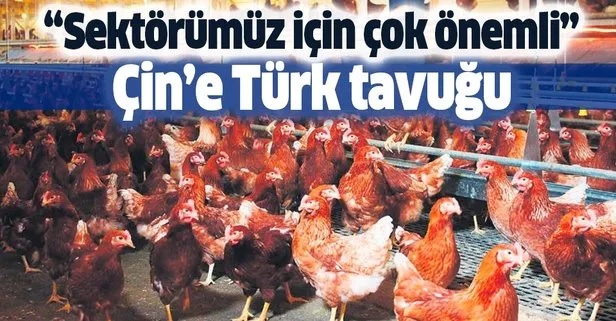 Çin’e Türk tavuğu