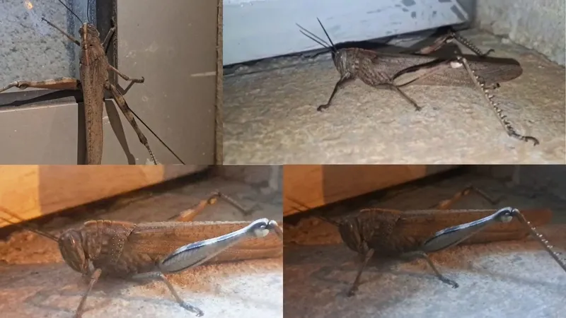 diyarbakirda-25-santimetrelik-dev-cekirge-uzmanlar-zararsiz-dedi-1777396913163.jpg Diyarbakır’da 25 santimetrelik dev çekirge: Uzmanlar zararsız dedi-4