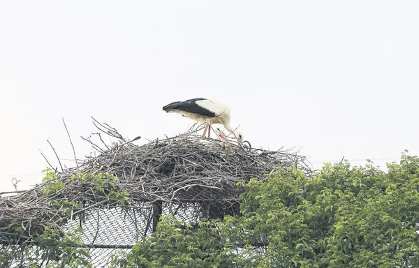 leylak-askina-yaralanan-leylegi-esi-yalniz-birakmadi-1688072120269.jpeg 'Leyla'k aşkına! Yaralanan leyleği eşi yalnız bırakmadı...-2