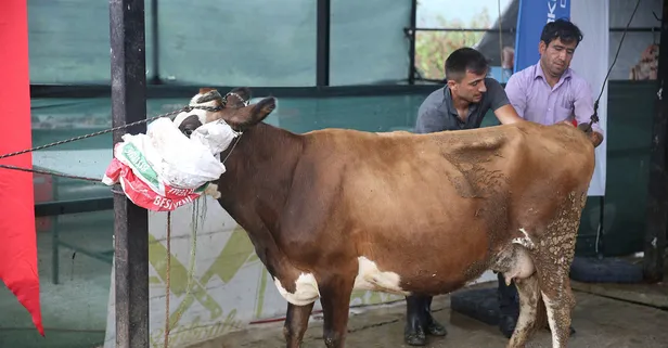 Başkan Recep Tayyip Erdoğan Türkiye Diyanet Vakfı'na bağışladığı kurban Düzce'de kesildi