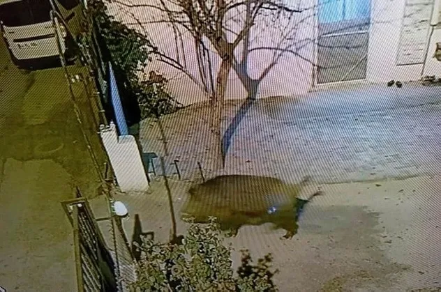 Seslere uyandılar hayatlarının şokunu yaşadılar: Darende'de yaban domuzları şehre indi