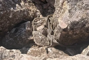 Brezilya’nın ’Yılan Adası’ değil Türkiye! Sürü halinde güneşlendiler