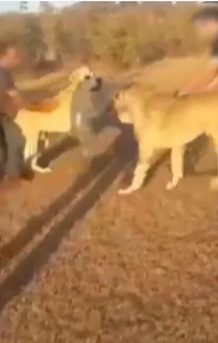 İstanbul'da bahis karşılığında kangal köpeği dövüşü! 3 kişi gözaltında