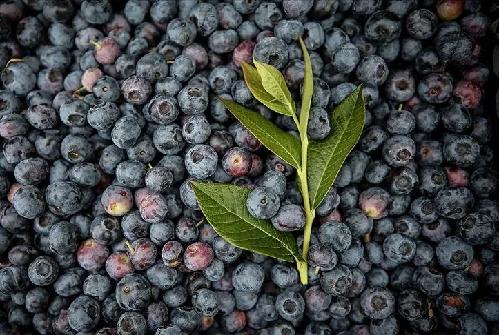 Gözümüzün nuru yaban mersini