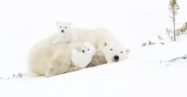 Ödül 40 bin! Hadi ipucu sorusu: Kutup ayıları nerede yaşıyor? 10 Haziran Mini Hadi yarışması