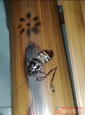 Midesine güvenenler baksın! Kulak ağrısıyla hastaneye giden adamın kulağından çıkanlar dünyayı şoke etti - 5