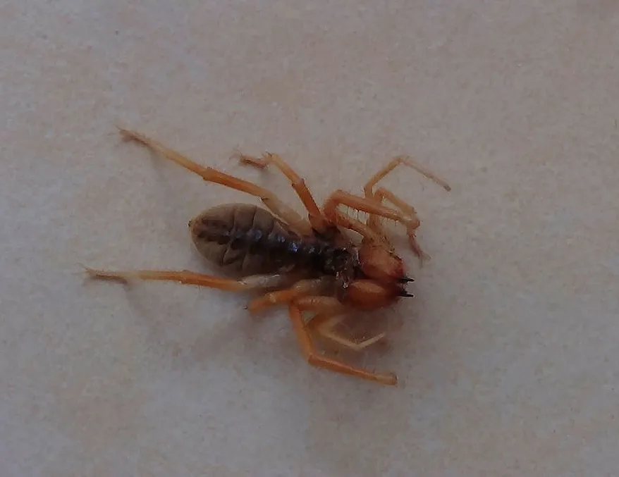 O ilde bulundu! Bu örümcek et yiyor!