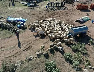 70 koyunu telef olan aileye 120 koyun hediye edildi