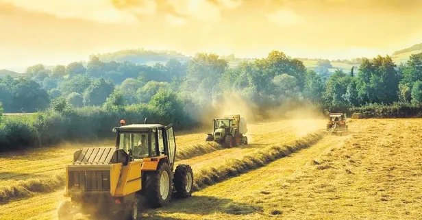 Türkiye'de buğday üretimi 21 milyon tona çıktı: Toplam 442 milyon 172 bin dolarlık büyük gelir