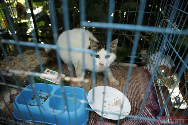 Büyükada'da salgın! 4 ayda 700 kedi Feline Enfeksiyoz Peritonit (FIP) hastalığından öldü! Hayvanseverler CHP'li belediyeyi kayıt tutmadığı için suçladı - 44