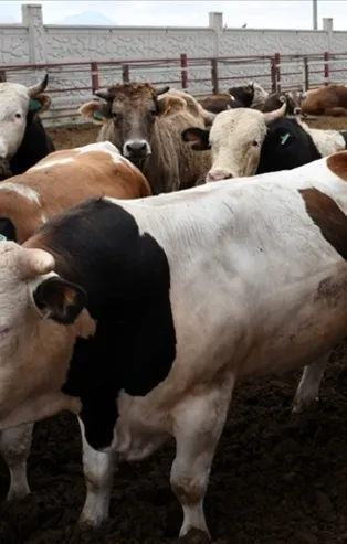 Fırsatçıların yeni hedefi kurbanlıklar! İki katı rakam verip piyasayı karıştırdılar