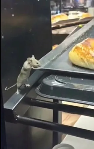 Kocaeli'de mide bulandıran görüntü! Lağım faresi poğaçaların içinde cirit attı! O görüntülere inceleme