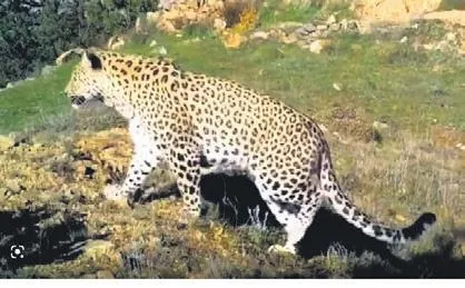 pars-hareketi-anadolu-leopari-foto-kapana-takildi-1674776195296.jpeg