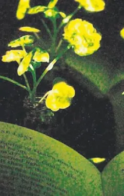 Bitki ışık açtı