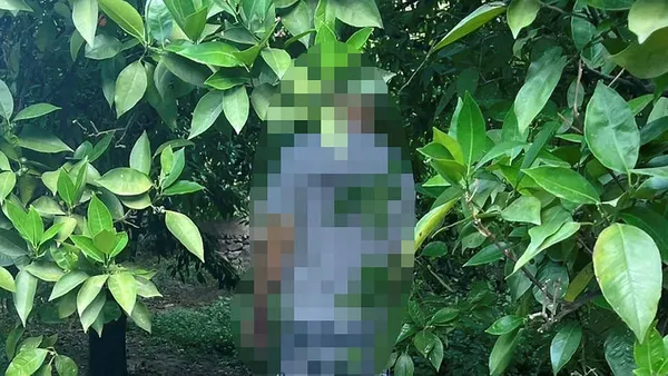 Aydın Nazilli'de korkunç olay! Ağaca asılı halde bulundu-1