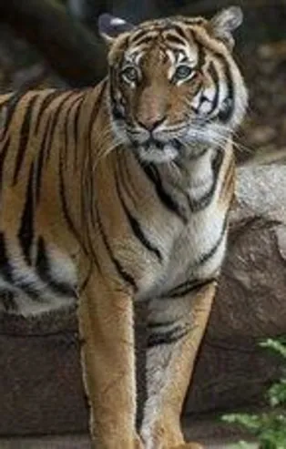 Kaplanda corona çıktı