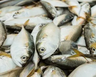 Çiğ balık tüketmenin zararları nelerdir?