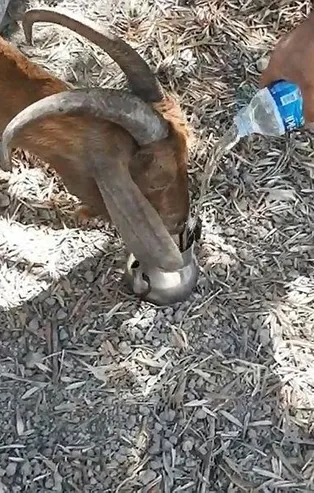 Antalya Manavgat'ta yanan ahırın enkazında kalan keçi, 6 gün sonra canlı olarak kurtarıldı