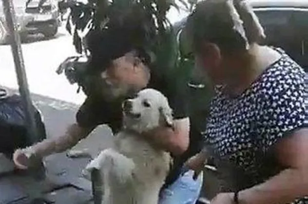 Kayıp köpek sahibini karşısında görünce duygusal anlar yaşandı