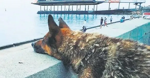 Yalta’da 9 yıl önce boğularak ölen adamın köpeği, hala sahilden ayrılmıyor.