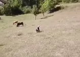 Drone gören masum köylü