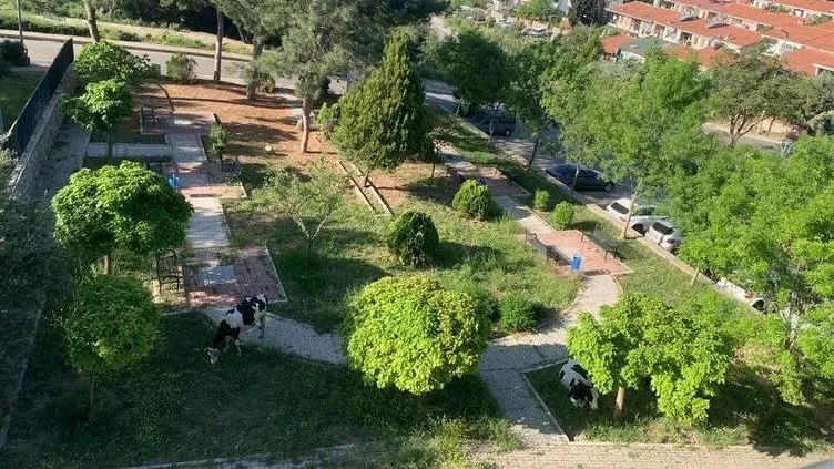 Otopark için ağaç katliamı! Sözde çevreci partinin kirli sicili: "Yeşil Bodrum betona dönerken neredeydiniz?"