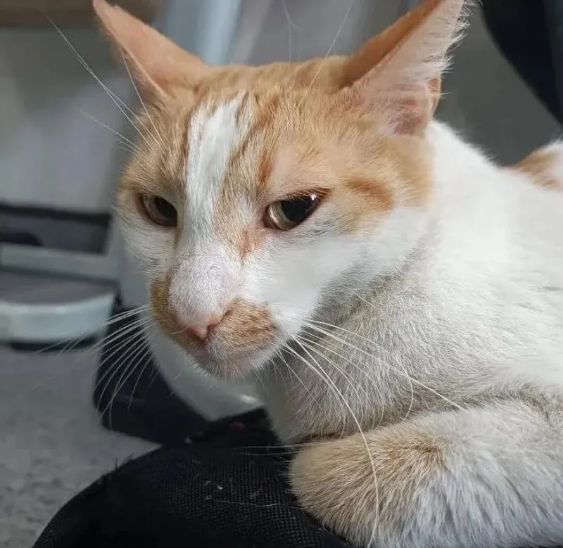 1711467225155.jpeg Kedi Eros'tan sonra bir vahşet daha | Cani öğretmen okulun kedisi Faruk'u 5. kattan attı! 2 bacağı kırıldı iç kanama geçirdi...-7