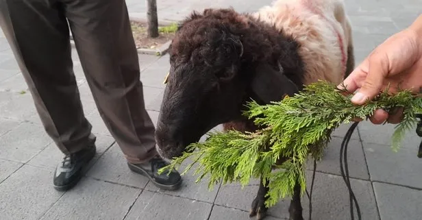 İnatçı olduğunu iddia eden arkadaşına okutmalık haber